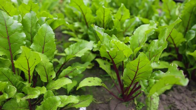 Small sugar beet plants grow in the field. Close-up of sugar beet growing. Green sugar beet plants in the field.