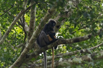 Obraz premium A Dusky langur hold babies on a branch in the spring forest