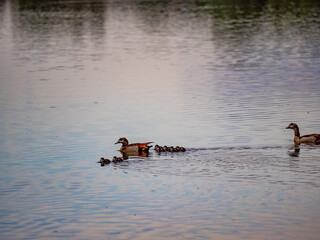 Entenfamilie schwimmt in einem See