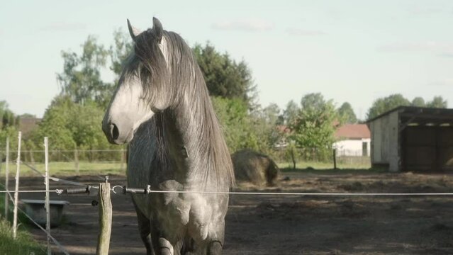 A grey domestic horse with a long mane stands near an electric fence in a rural paddock. A domesticated Horse walks up to the fence of the stable and looks away, twitching its ears.