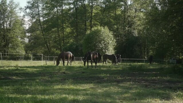 A group of domestic horses graze in a shady paddock surrounded by trees. The territory fenced with an electric shepherd provides safe conditions for horses that graze quietly in the pasture.