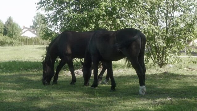 Two domestic horses graze in a shady rural pasture. Horses are eating grass in a meadow in the shade of trees. Grazing livestock on a horse breeding farm.