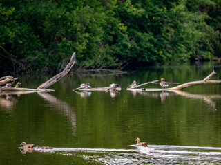 Entenfamilie schwimmt in einem See
