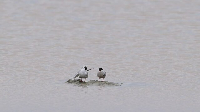 Common Tern - Sterna hirundo adult bird in the wild. Slow motion.