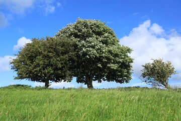 Hawthorn and Whitebeam trees side-by-side on hilltop in field on farmland in rural Ireland in summertime 