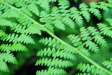 Abstract green fern leaf texture, nature background, tropical leaf