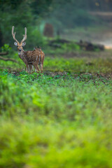 wild big antler male spotted deer or chital or axis deer in wild natural green scenic background in winter outdoor wildlife safari at dhikala jim corbett national park forest reserve uttarakhand india