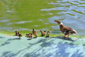 A mother duck looks after her ducklings on the shore of a pond in a public park.