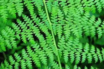 Abstract green fern leaf texture, nature background, tropical leaf