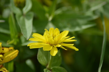 Wildblume in voller Blüte auf einer Wiese