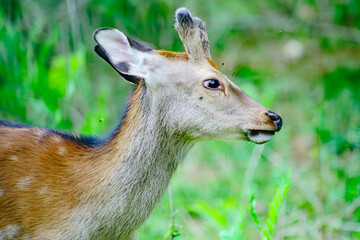 Roe deer frolicking in nature