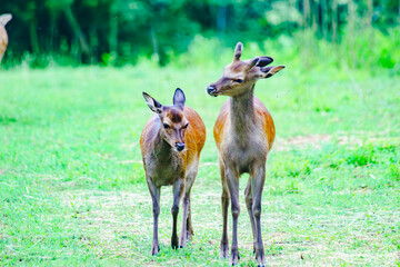 Roe deer frolicking in nature