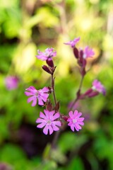 Fototapeta premium Bright flowers of the Silene drooping in the garden on a semi-blurred background. 