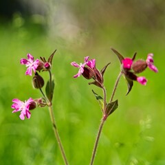 Red campion, flowers close-up against a blurred meadow background.                               