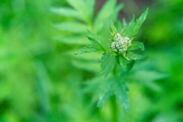 Unblown valerian flower on a blurred background.                              