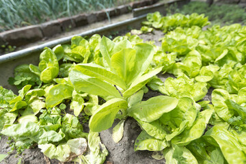 Fresh green lettuce growing in a organic garden, vibrant and healthy, planted in rich soil.