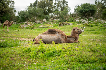 Camel Resting in a Green Field Under a Cloudy Sky