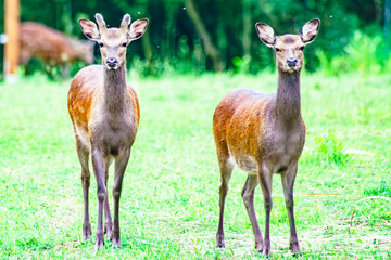 Roe deer frolicking in nature