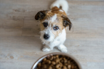 Ein kleiner hungriger Terrier Hund sitzt auf einem Boden. Hundenapf mit Trockenfutter. Haustier.
