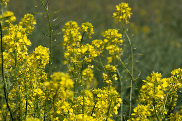 Spring's Fresh Canvas: Dew-Kissed Canola Flowers Blooming in a Vibrant Meadow
