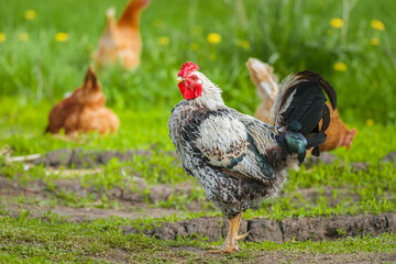 cute rooster crowing on the farm....