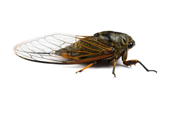 angle view black and gold cicadas on a white background