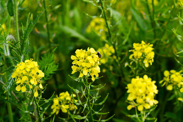 Summer's Palette: Vibrant Yellow Blooms and Green Meadows in Full Splendor