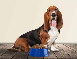 Cute domestic dog sits near bowl of dry food.