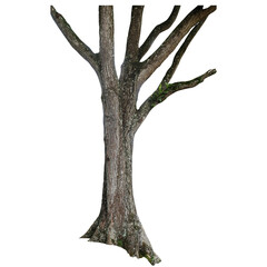 Isolated Tree Trunk PNG images with Transparent Background © RafyA