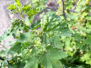 Leaves of currants bush destroyed by the disease