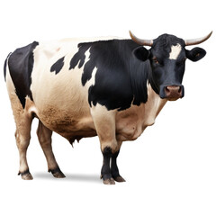Fat dairy cow PNG Transparent