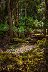 Waratah Lookout picnic grounds, Hartz Mountains National Park, Tasmania, Australia