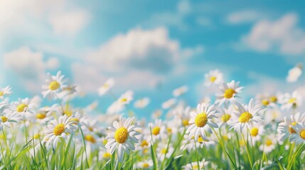 Beautiful spring meadow with white daisies and green grass, blurred background of blue sky with clouds.