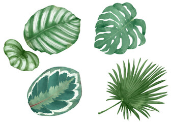 Botanical png watercolor plant set