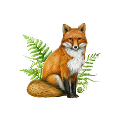 Obraz premium Red fox with green fern and grass painted illustration. Hand drawn vintage style watercolor illustration. Cute fox wildlife nature forest animal the green grass decor. Isolated on white background