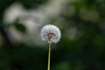 Obraz premium Springtime Beauty: Closeup of a Fluffy Blowball in a Verdant Meadow