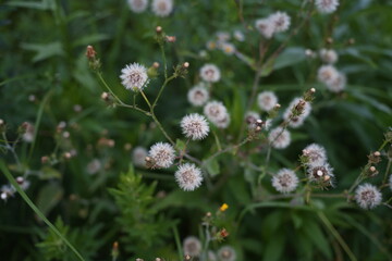野に咲く小さな花