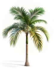 Obraz premium Tall Palm Tree with Slender Trunk and Spreading Green Fronds Isolated on White Background