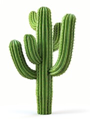 Large Saguaro Cactus with Spines Isolated on White, Botanical Illustration