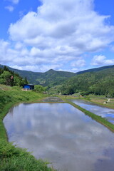 Fototapeta premium 吉延の棚田 初夏の雲を眺める （高知県 本山町）