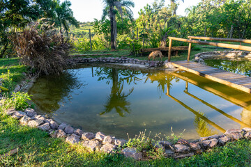 Wooden bridge over a garden pond. Ornamental plants. Horizontal.
