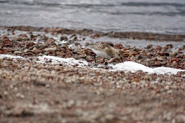 Baird's sandpiper (Calidris bairdii) on the shore of Lago Mojanda, outside of Otavalo, Ecuador