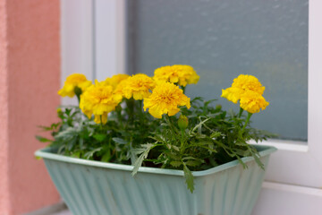 yellow marigold in flower pot on the windowsill