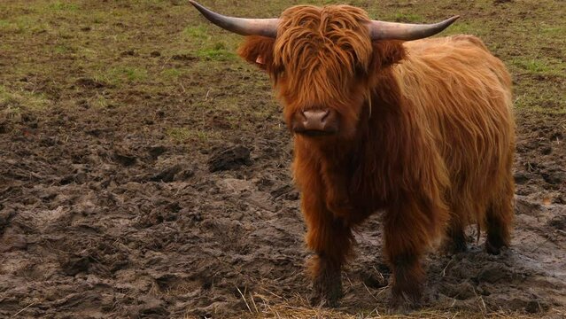 Highland cattle are Scottish cattle breed