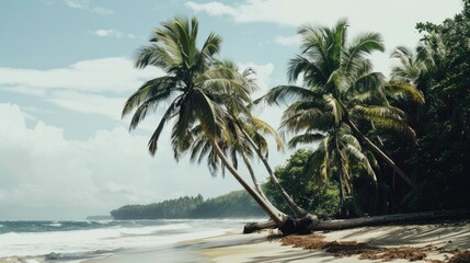 Fototapeta premium Palm trees on tropical beach paradise.