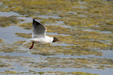 Lachmöwe im Flug in Linum	