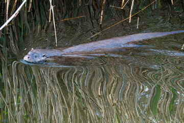 Fischotter (Lutra lutra) bei der Jagd an einem Fluss in Brandenburg