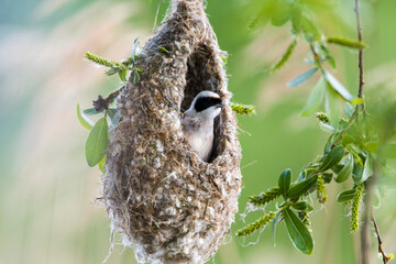 Beutelmeise (Remiz pendulinus) in ihrem Nest © Karin Jähne