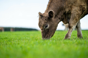 beautiful cattle in Australia  eating grass, grazing on pasture. Herd of cows free range beef being regenerative raised on an agricultural farm. Sustainable farming 