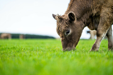 beautiful cattle in Australia  eating grass, grazing on pasture. Herd of cows free range beef being regenerative raised on an agricultural farm. Sustainable farming of food crops.